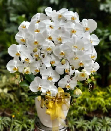 orchids jakarta