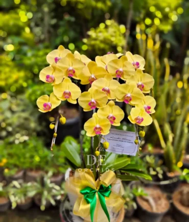 anggrek bulan kuning