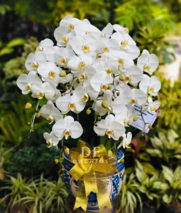 anggrek bulan dewasa