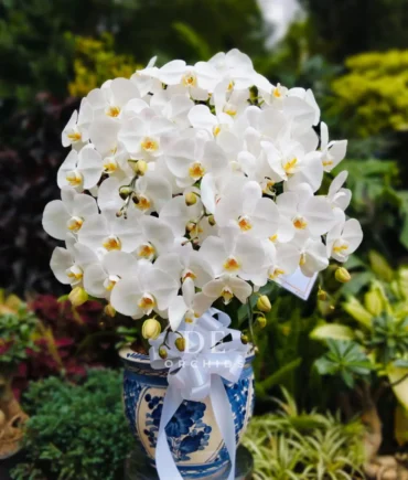 anggrek bulan premium