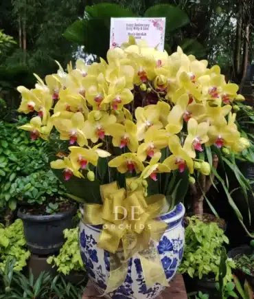 Anggrek bulan Dewasa 10 pohon Warna Kuning - Pot Keramik