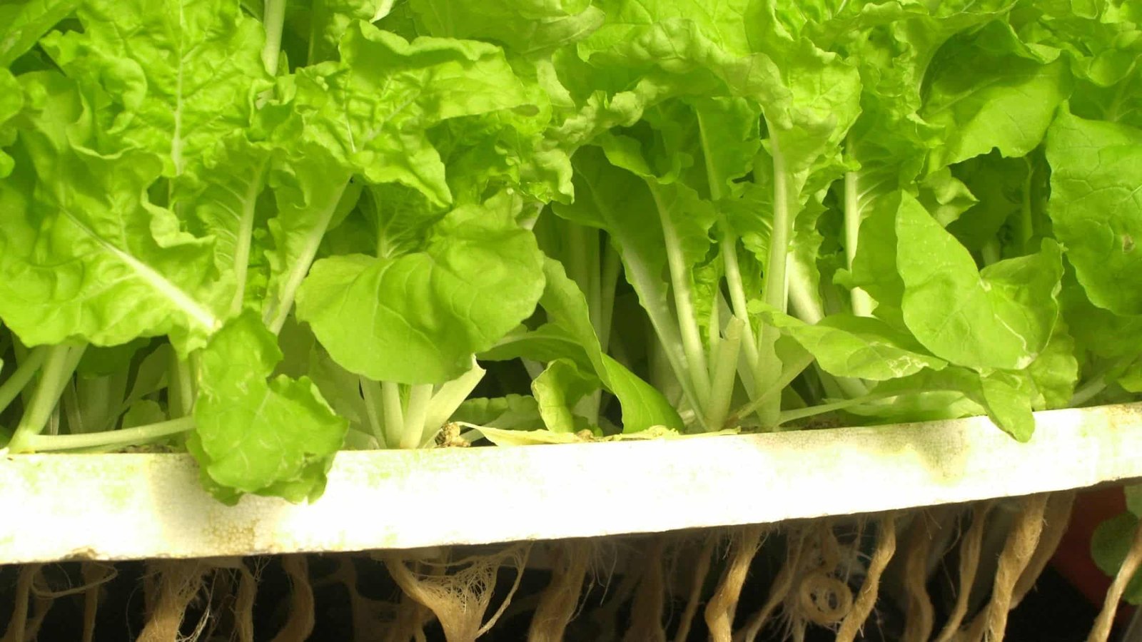 6 Jenis Tanaman Hidroponik yang Cepat Tumbuh. Cepat Tanam, Cepat Panen!