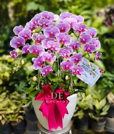 anggrek pink premium