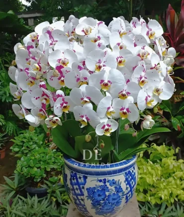 bunga anggrek dharmawangsah