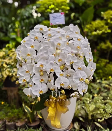 toko bunga dharmawangsah