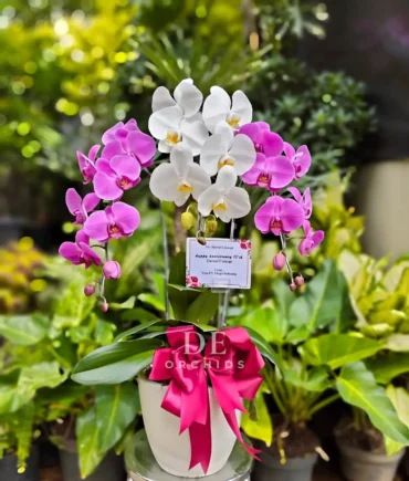 anggrek bulan dewasa