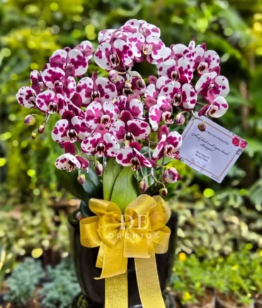 anggrek bulan dalmation