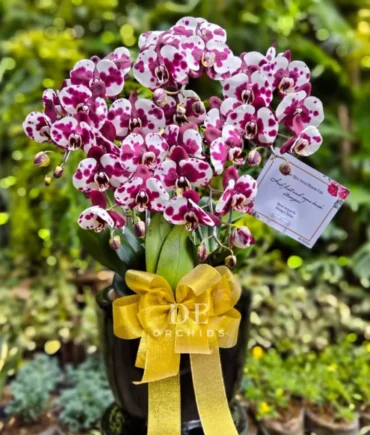florist orchids