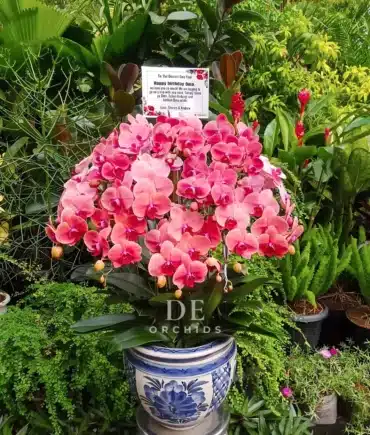 nggrek bulan merah maroon