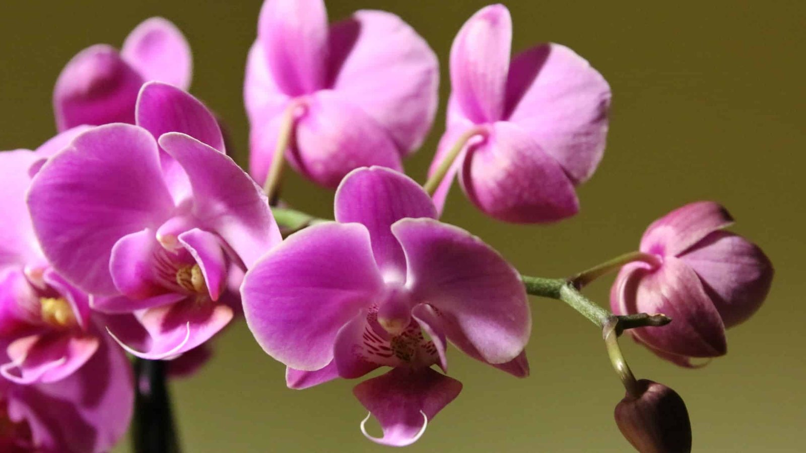 Langkah Menanam Anggrek di Dalam Air