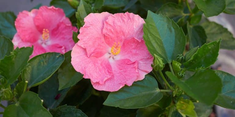 bunga yang tahan di musim panas