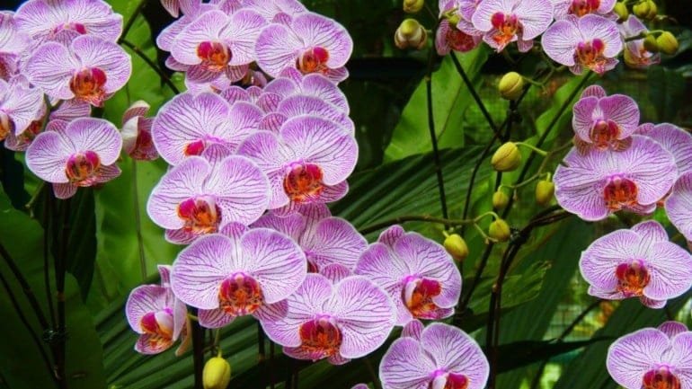 Phalaenopsis