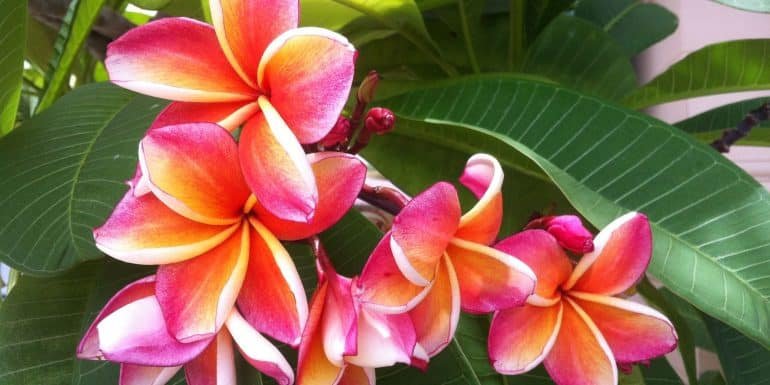 Plumeria