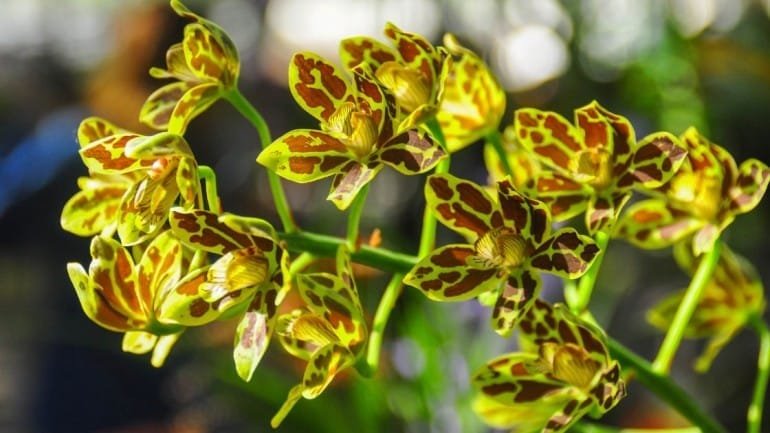 Anggrek Tebu Kalimantan, Keindahan dan Kepopulerannya