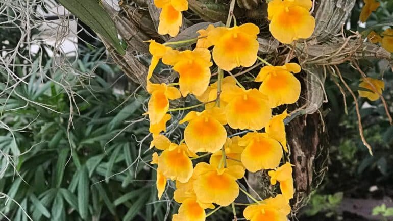 Dendrobium aggregatum