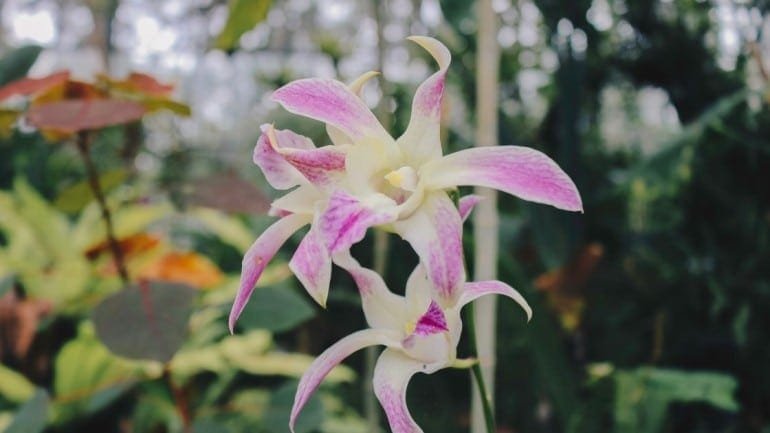 Dendrobium bigibbum