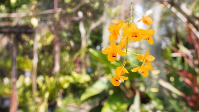 Dendrobium chrysanthum