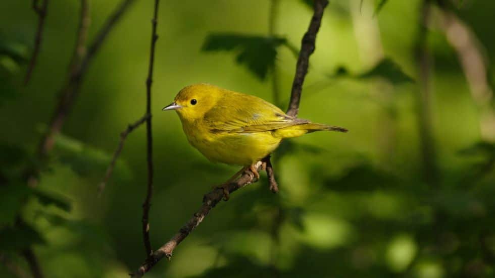 10 Hewan Awalah Huruf Y