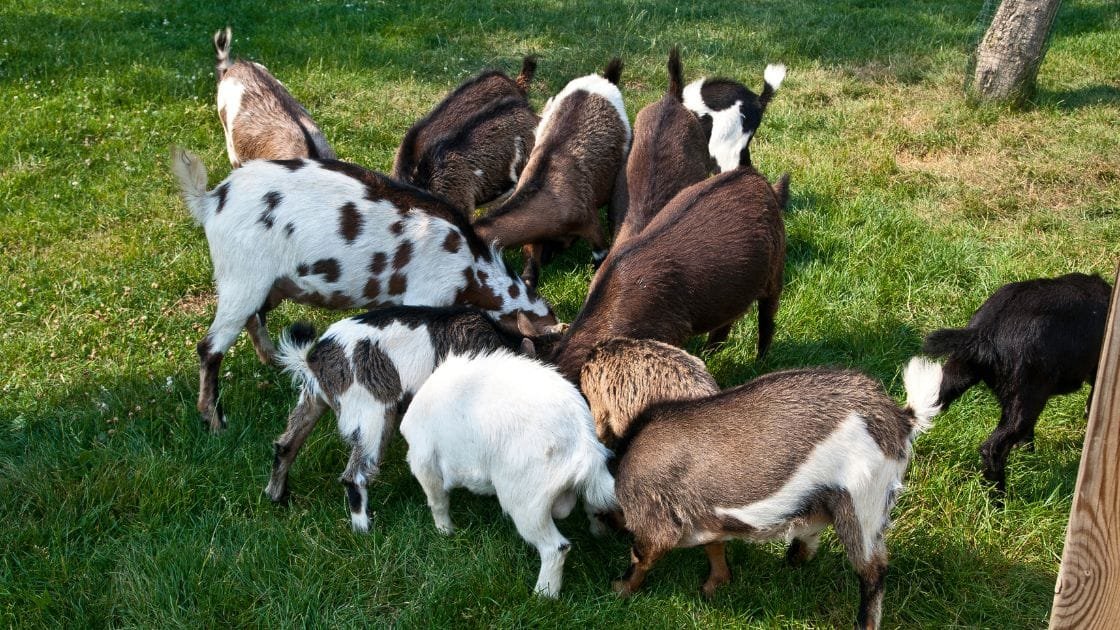 10 hewan bertulang belakang