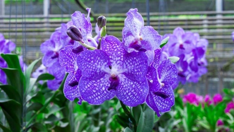 Anggrek Raja (Vanda coerulea)