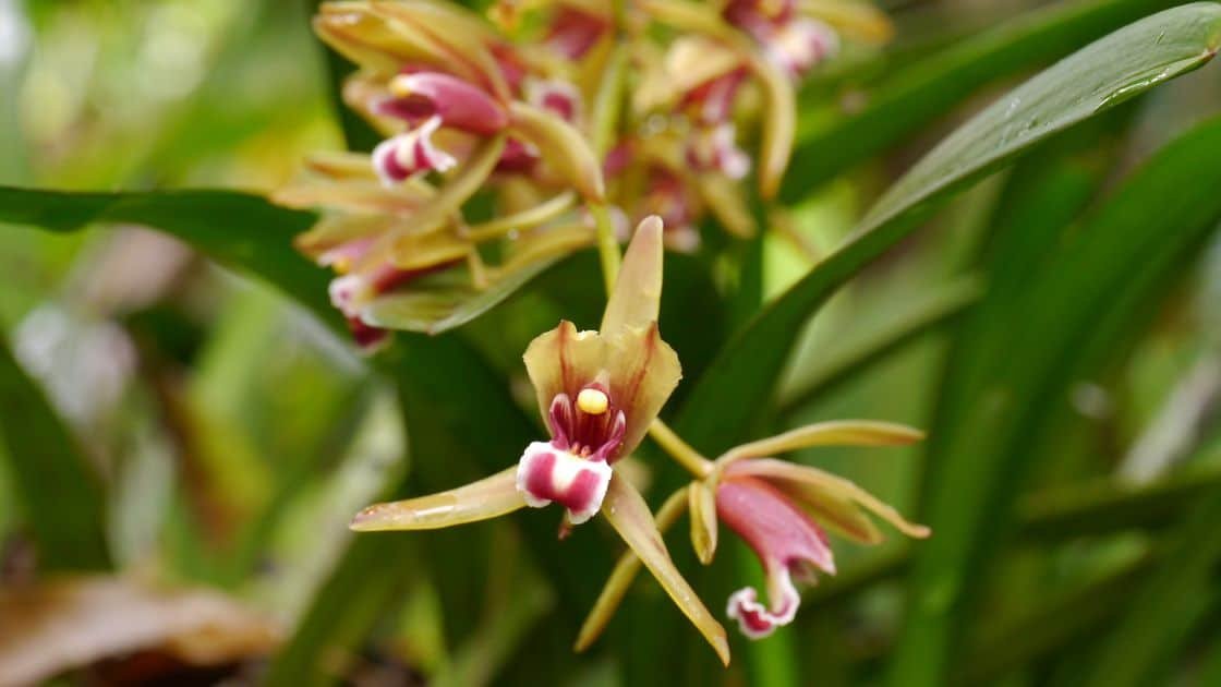Anggrek Wuluh (Cymbidium finlaysonianum)