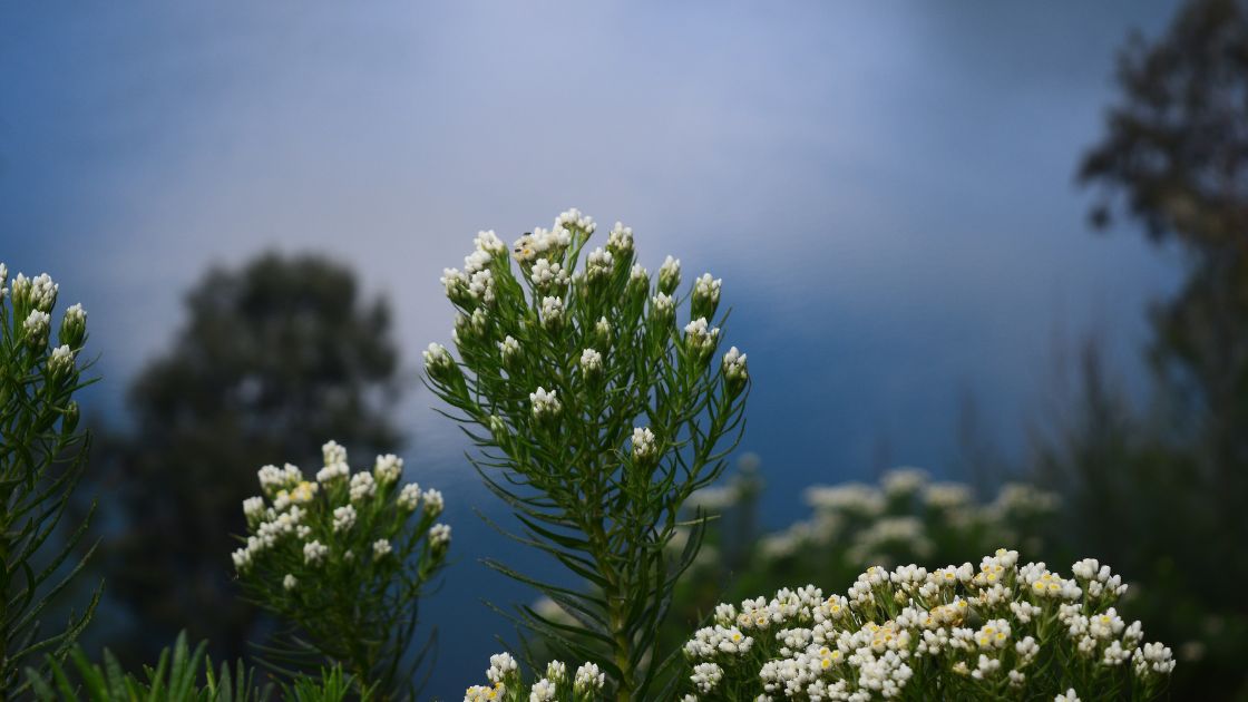 Keindahan dan Keunikan Bunga Edelweis