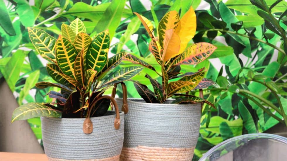 Tanaman Puring: Keindahan dan Manfaatnya yang Luar Biasa