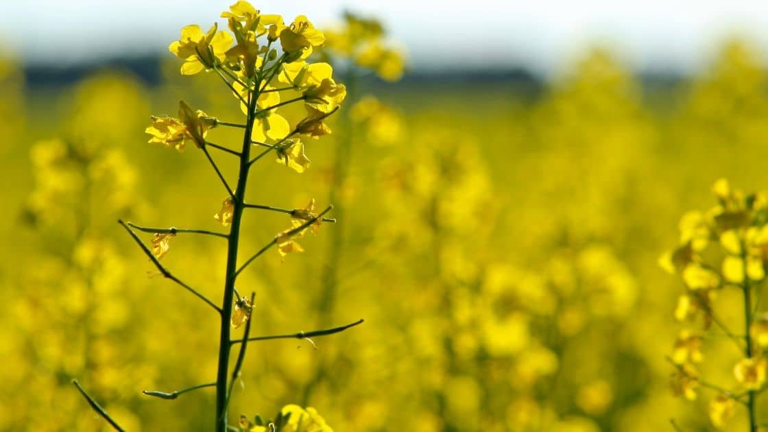 Wajib Tahu 5 Fungsi tangkai bunga