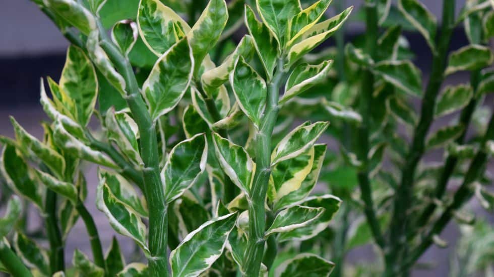 Zigzag plants (Pedilanthus tithymaloides)