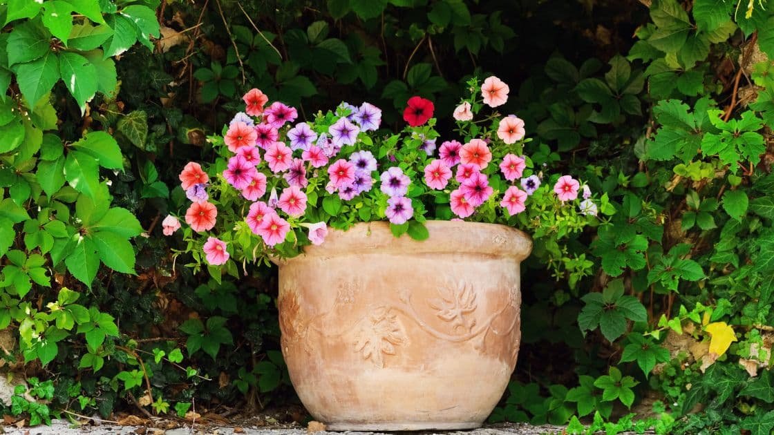 10 tanaman bunga yang dapat ditanam di pot