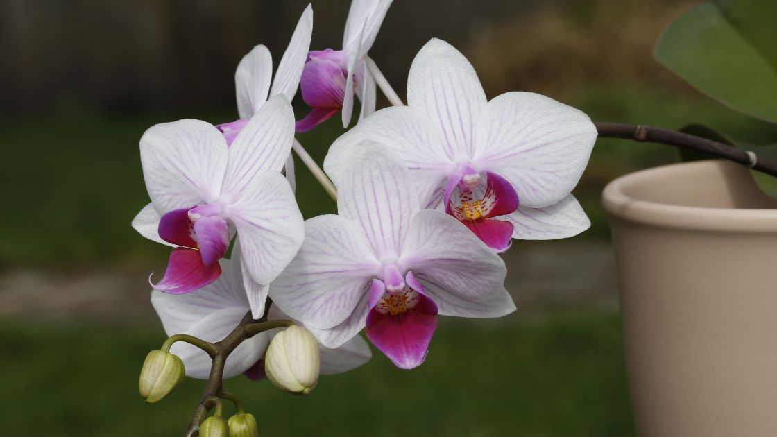 Anggrek Bulan A Delight for Orchid Enthusiasts