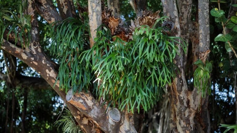 Platycerium bifurcatum