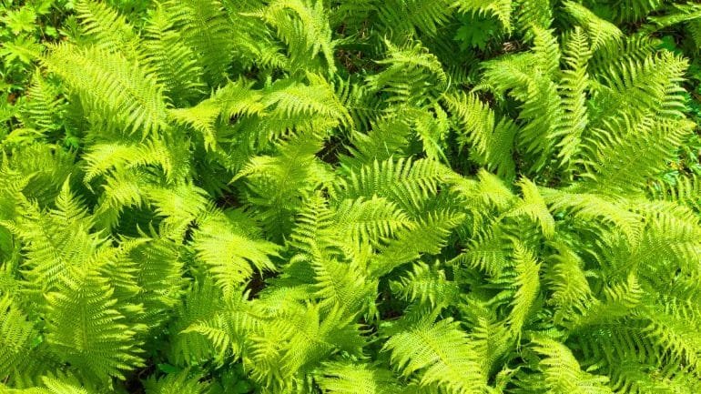 Paku Rumbai (Nephrolepis exaltata) 