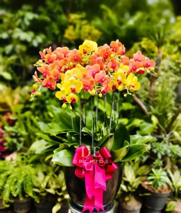 anggrek bulan kuning orange