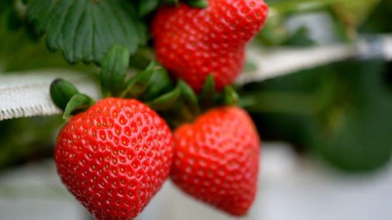 Stroberi