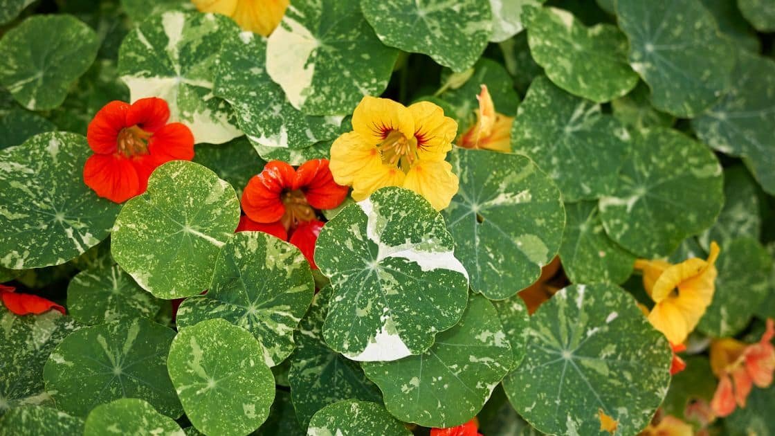 Tanaman nasturtium atau Tropaeolum majus