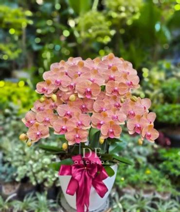 anggrek bulan orange