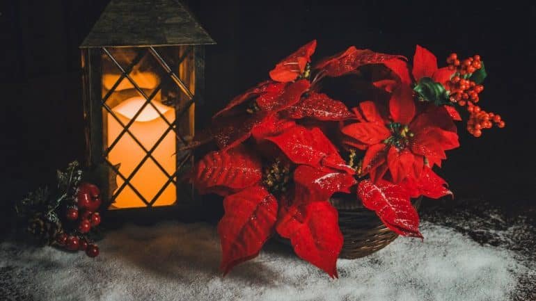 kastuba (Poinsettia)