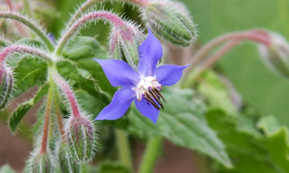 Blue Star Flower. (Amsonia)