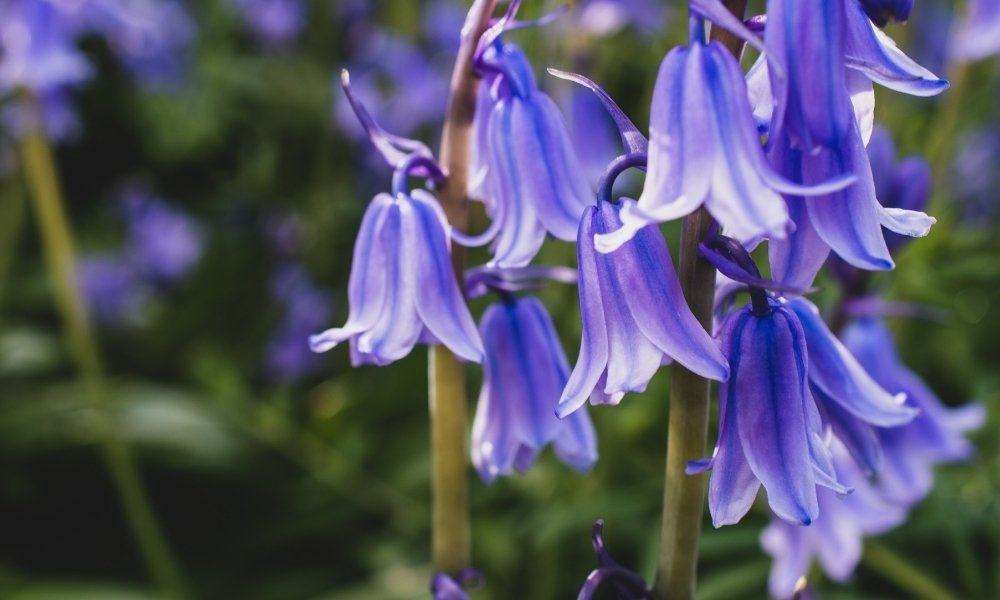 Bluebell. (Hyacinth Family)