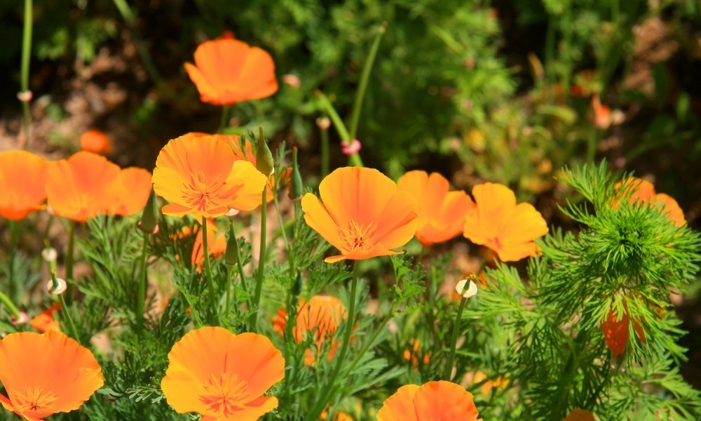 California Poppy. (Eschscholzia californica)
