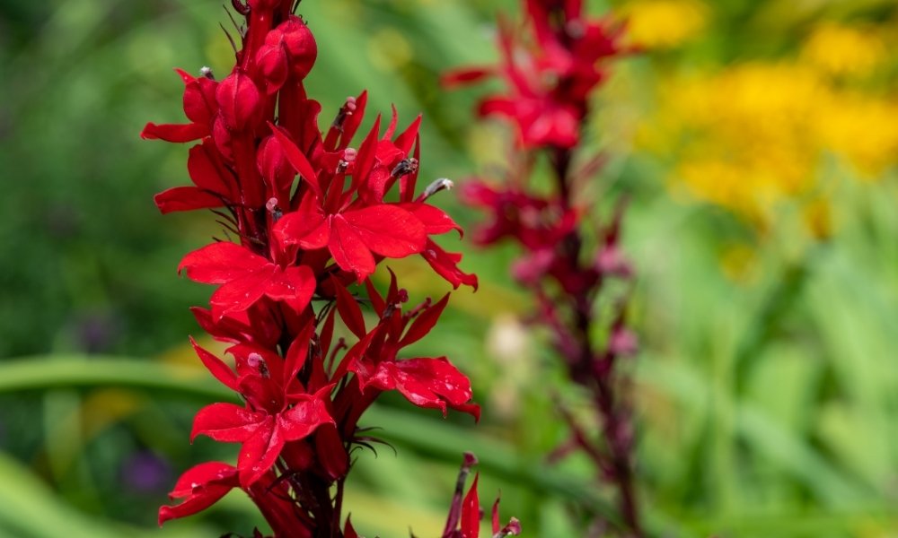 Cardinal Flower. (Lobelia cardinalis)