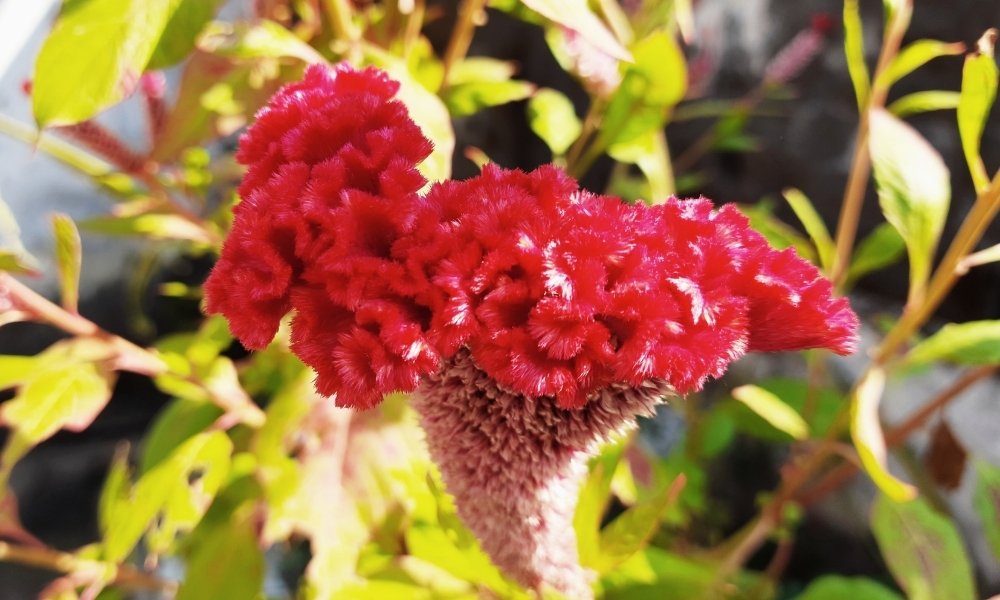 Celosia. (Amarynth Family. Wool flower)