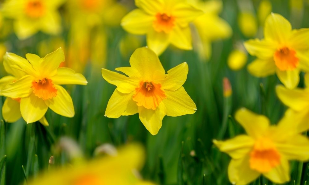 Daffodil. (Narcissus)