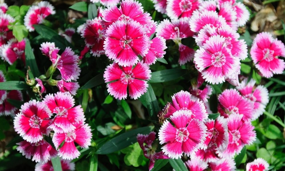 Dianthus. (Pinks, Sweet William). Carnation Family
