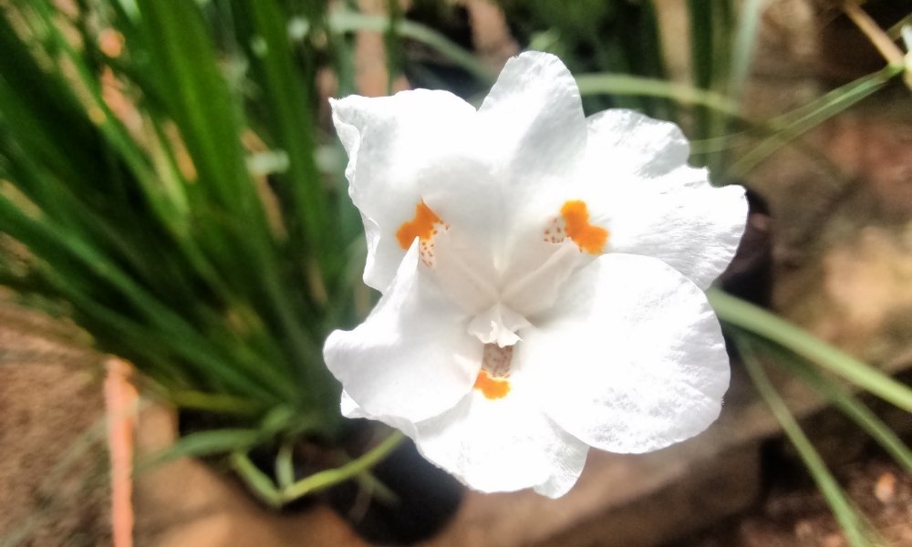 Dietes. (Wild Iris). Iridaceae Family