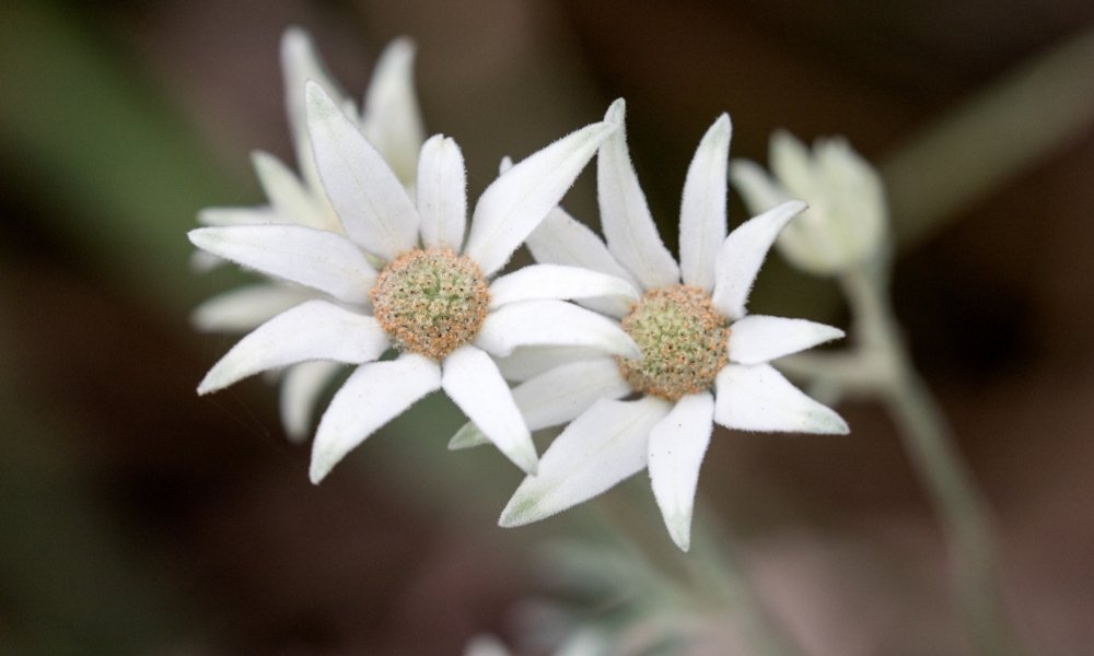 Flannel Flower. (Actinotus helianthi). Australian Native