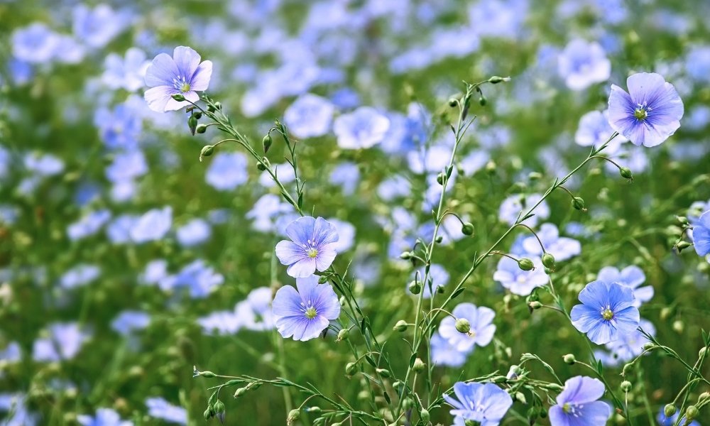 Flax Flower. (Linseed)