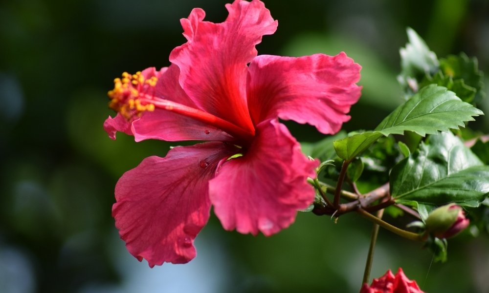Hibiscus. Hibiscus rosa-sinensis. (Rose Mallow)