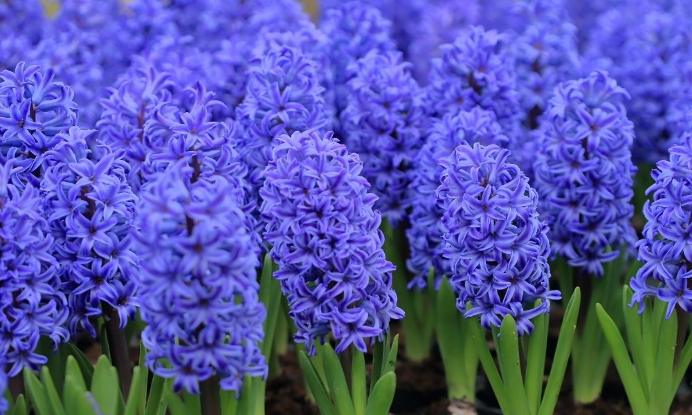 Hyacinth. (Asparagus Family)